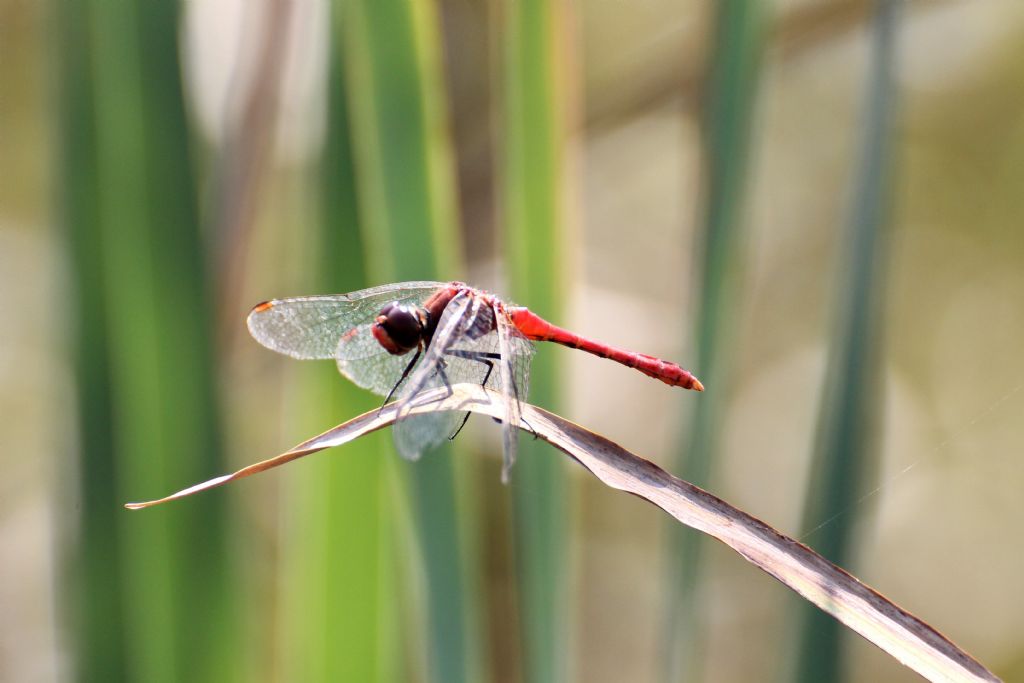 Sympetrum fonscolombii?